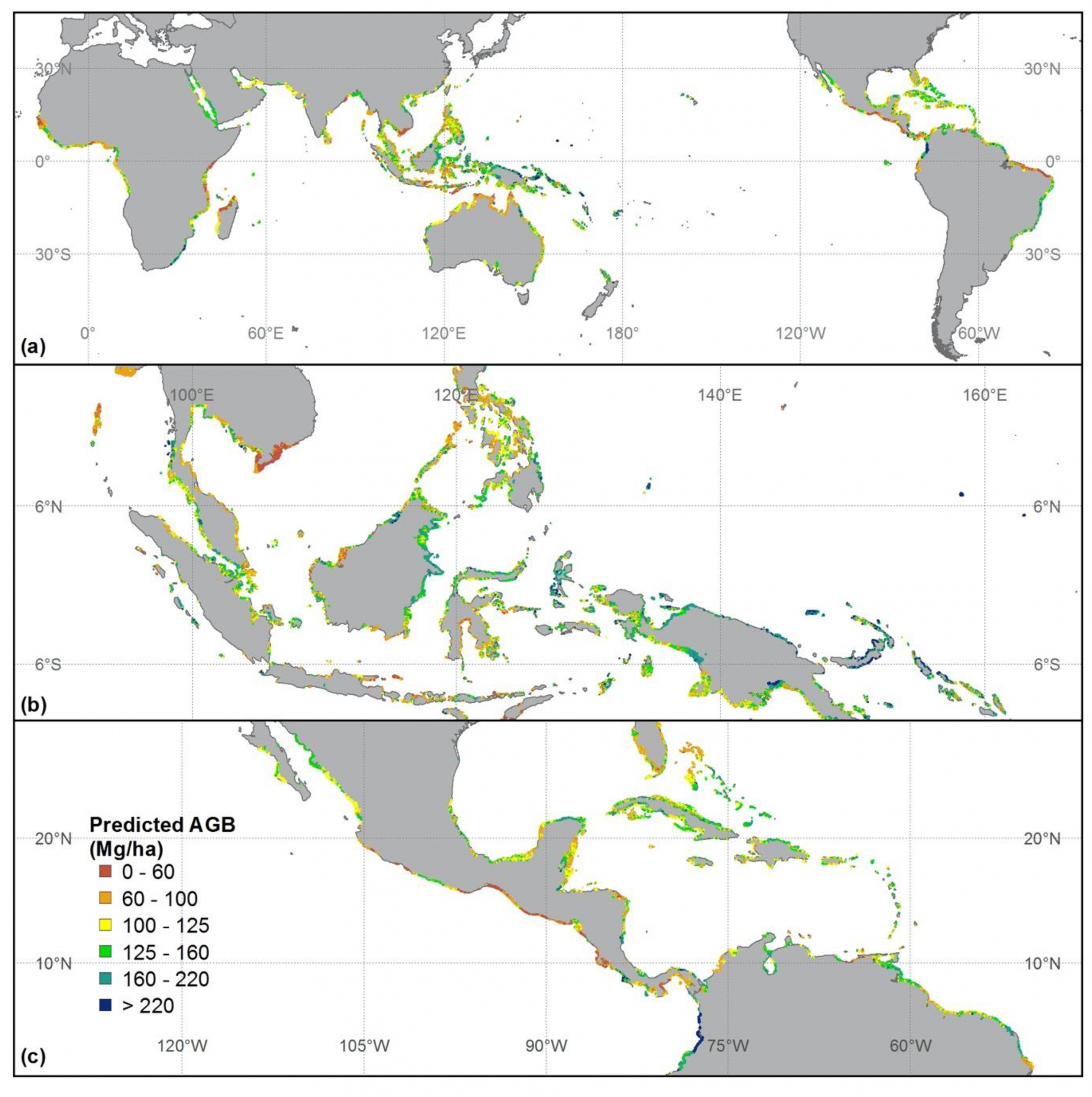 Global mangrove forest AGB map